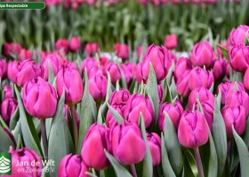 Tulipa Respectable ® (2)
